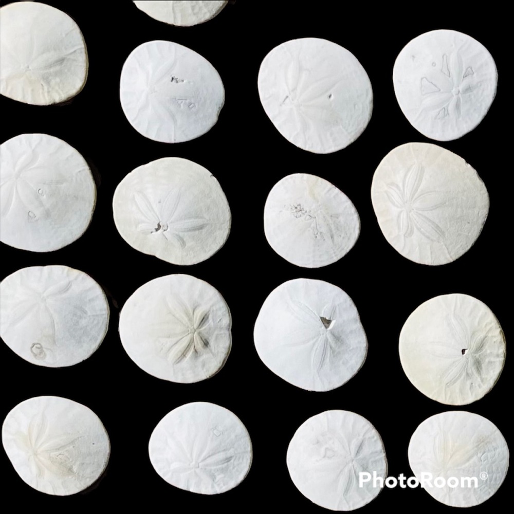 60 less than Perfect Oregon Sand Dollars $$$